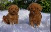 Puppies for sale United Kingdom, Bradford Poodle