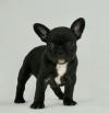 Puppies for sale Kazakhstan, Astana French Bulldog