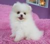 Puppies for sale Latvia, Ogre Pomeranian Spitz