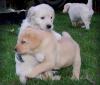 Puppies for sale Germany, Gera Labrador