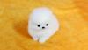Puppies for sale United Kingdom, Aberdeen Pomeranian Spitz