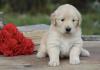 Puppies for sale Luxembourg, Luxembourg , Golden Retriever