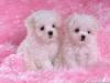 Puppies for sale Italy, Turin Maltese