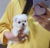 Puppies for sale United Kingdom, Birmingham Maltese