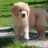 Puppies for sale Slovenia, Vukovar Golden Retriever