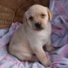 Puppies for sale Slovakia, Dobrzhish Labrador