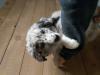 Puppies for sale Estonia, Tallinn Australian Shepherd