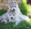 Puppies for sale Luxembourg, Luxembourg , Siberian Husky