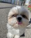 Dogs  free USA, West Virginia Shih Tzu