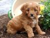 Puppies for sale Moldova, Cahul , Cavapoo Puppies