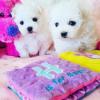 Puppies for sale Canada, Ontario Maltese