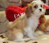 Puppies for sale Finland, Helsinki King Charles Spaniel