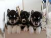 Puppies for sale Belgium, Gant Haski