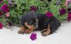 Puppies for sale Hungary, Budapest Rottweiler
