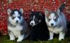 Puppies for sale Canada, Quebec, Montreal Haski