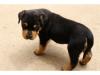 Puppies for sale Canada, Quebec Rottweiler