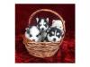 Puppies for sale USA, Michigan, Detroit Eskimo dog