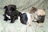 Puppies for sale Slovakia, Cheb French Bulldog