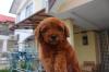 Puppies for sale Latvia, Riga Toy-poodle