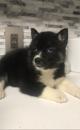 Puppies for sale Canada, British Columbia, Victoria Haski