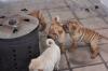 Puppies for sale Finland, Helsinki Shar Pei