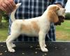 Puppies for sale United Kingdom, Derby Beagle