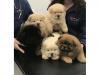 Puppies for sale Ireland, Cork Chow Chow