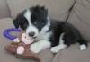 Puppies for sale Russia, Astrakhan Border Collie