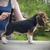 Puppies for sale Ireland, Dublin Beagle