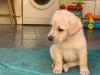 Puppies for sale Czech Republic, Nitra , Golden Retriever