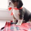 Puppies for sale Canada, Ontario, Toronto Beagle