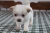 Puppies for sale Portugal, Aveiro Chihuahua