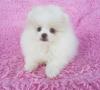 Puppies for sale Kazakhstan, Temirtau Pomeranian Spitz