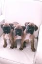 Puppies for sale Denmark, Aalborg Boxer