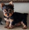 Puppies for sale USA, Illinois, Chicago Yorkshire Terrier