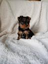 Puppies for sale Denmark, Aarhus Yorkshire Terrier