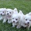 Puppies for sale Canada, Quebec, Quebec City Maltese