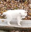 Puppies for sale Russia, Belgorod , A eskimo