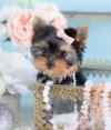 Puppies for sale Canada, Alberta, Edmonton Yorkshire Terrier