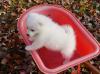 Puppies for sale Ukraine, Nikolaev , A eskimo