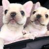 Puppies for sale Ireland, Dublin French Bulldog