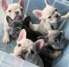 Puppies for sale Canada, Ontario, Toronto French Bulldog