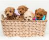 Puppies for sale Canada, Ontario Other breed, maltipoo