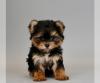 Puppies for sale Canada, Alberta, Calgary Yorkshire Terrier