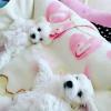 Puppies for sale Ireland, Dublin Maltese