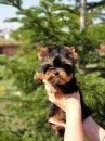 Puppies for sale Poland, Plock Yorkshire Terrier