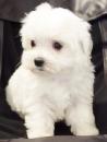 Puppies for sale Ukraine, Vinnitsa Maltese