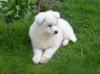 Puppies for sale Latvia, Preili Samoyed dog (Samoyed)