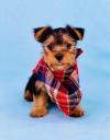 Puppies for sale USA, Texas Yorkshire Terrier