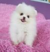 Puppies for sale Latvia, Kraslava Pomeranian Spitz